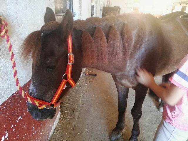 Arreglando las crines al caballo