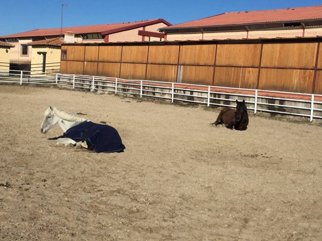 Caballos descansando en la pista