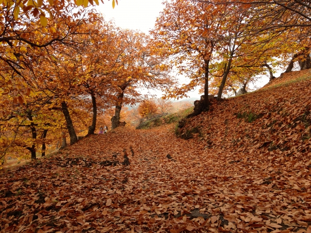 Hojas sobre el Valle del Genal