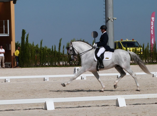  Dressage professionnel 