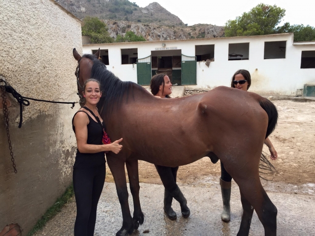  Pansage du cheval 