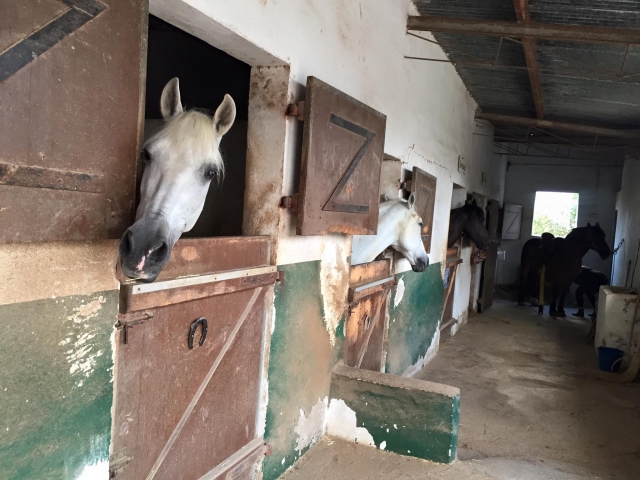  Chevaux dans leurs boxes 
