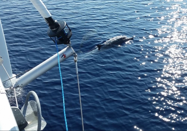  Den Delfin vom Boot aus fotografieren 