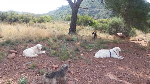 Perros tranquilos en el campo