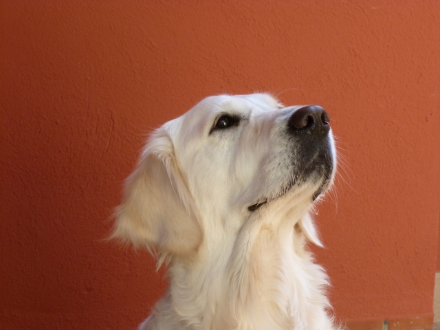 Perro mirando hacia arriba