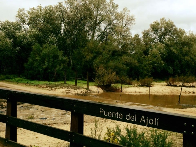 Puente del Ajoli en Donana