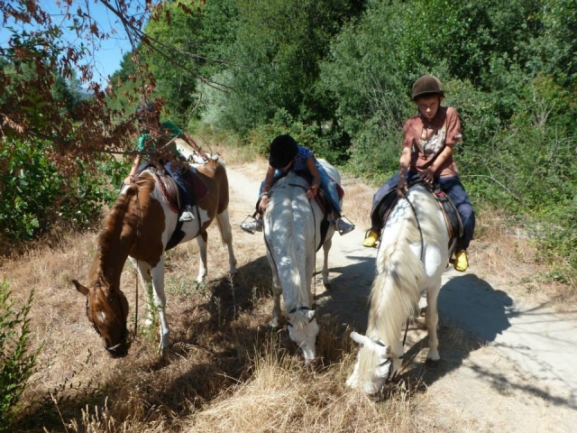 Caballos pastando en el camino