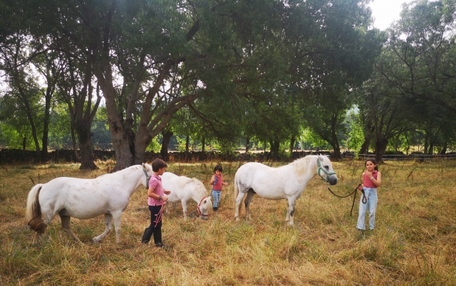 Cogiendo ponis del prado