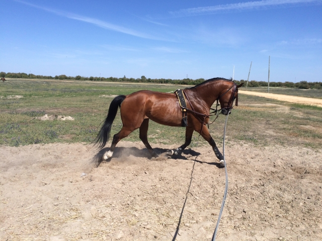e-19741538-trabajo-con-el-caballo-en-la-pista14990761296733.jpg