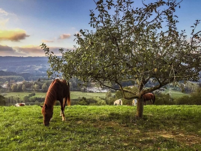 Caballo en la naturaleza