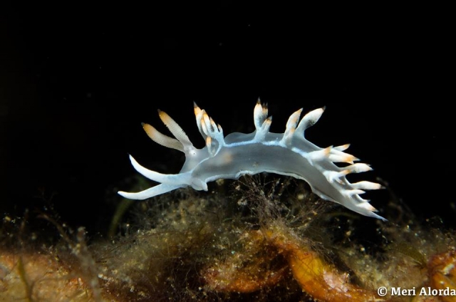  Wie hübsch Nudis sind 