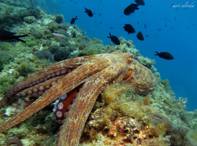  Ein U-Boot-Oktopus 
