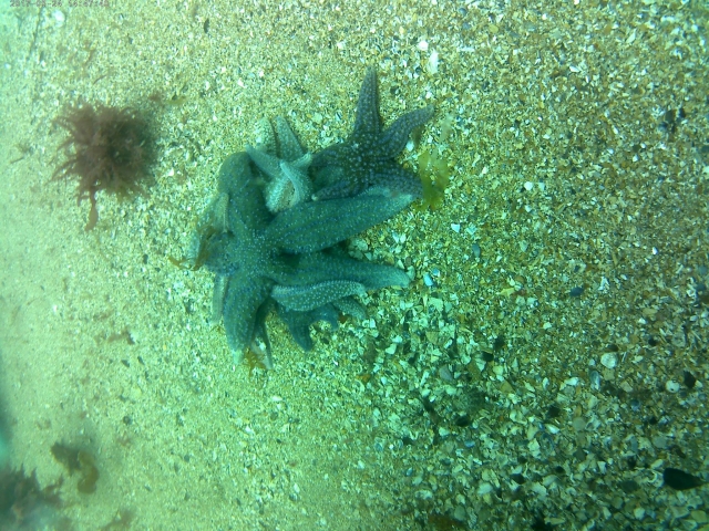 Estrellas en el lecho marino
