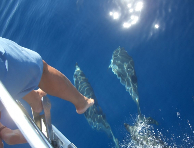 Delfines durante las prácticas de navegación