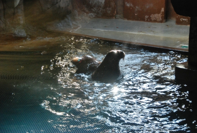  Walrus looking at the public 
