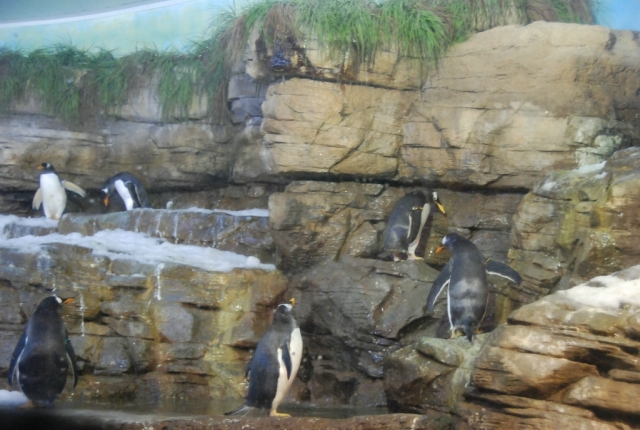  Oceanografic Penguins in Valencia 