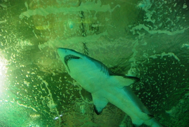  Bottom view of the shark