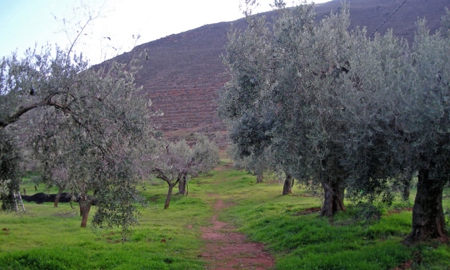  Bio-Olivenbäume 