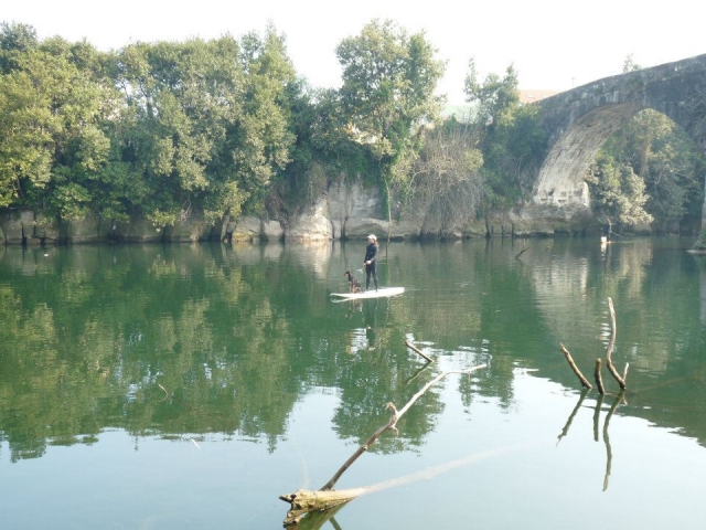 Haciendo sup con la mascota