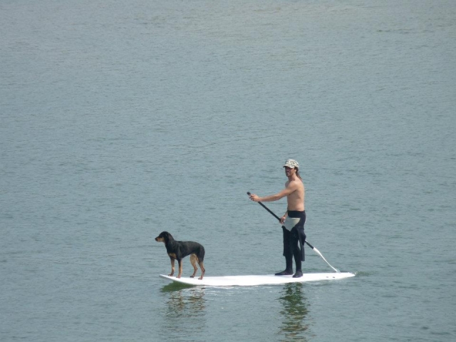Paddle surf con perro