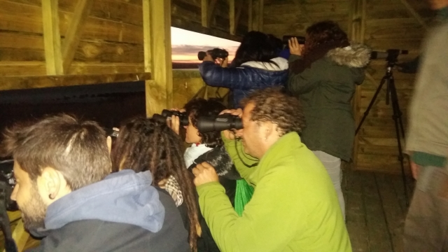Viendo aves en el hide