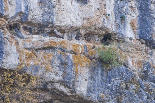 Buitre en el muro de roca