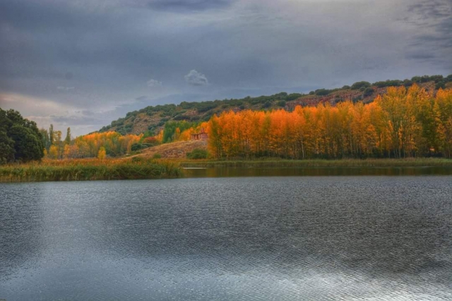  Foresta dai toni ocra nelle lagune 