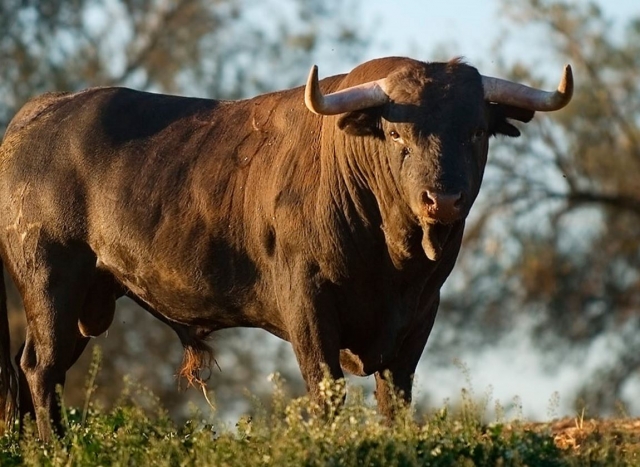 Toro en su lugar de cria