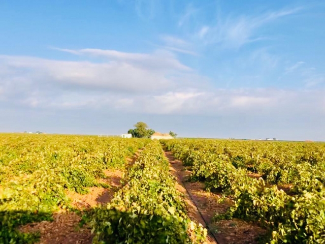 Viñedos en Tomelloso