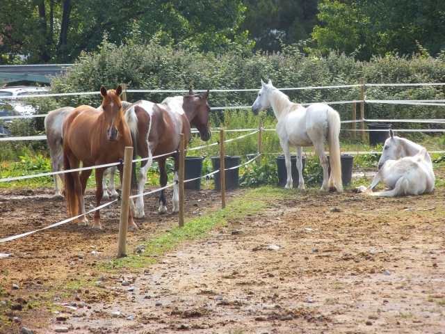 Caballos segun nivel y edad