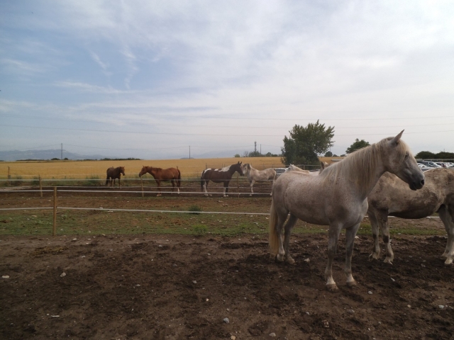 Rutas a Caballo en Barcelona