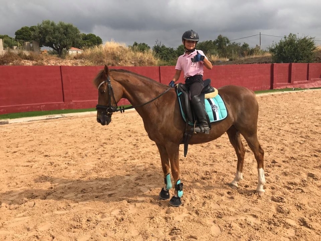  Introduction to dressage classes horse riding 