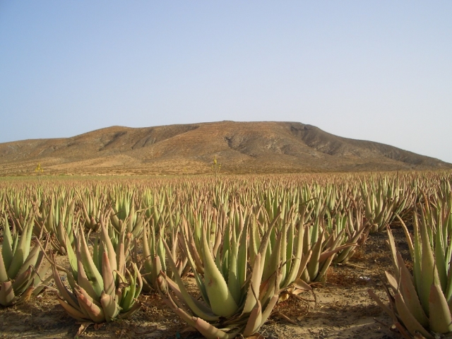  Aloe Vera 
