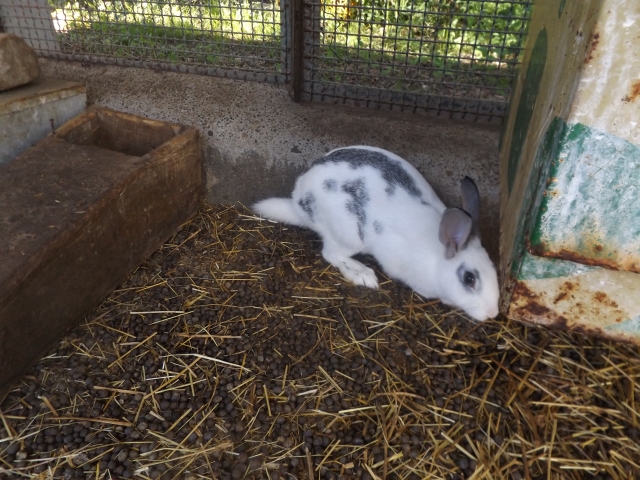 Conejo