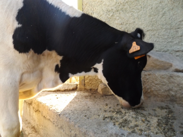 Vaca comiendo