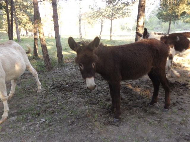 Burro