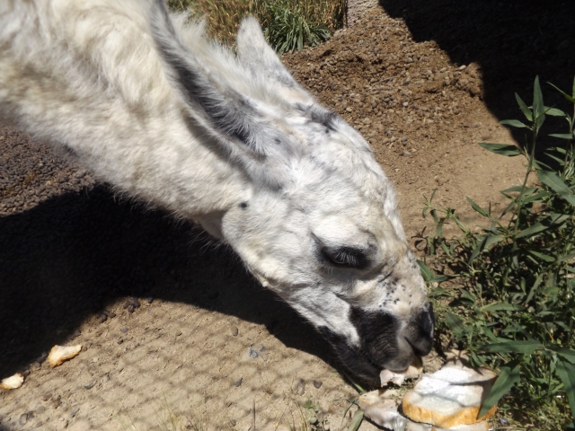 Visita a nuestros animales