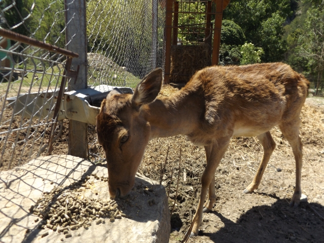 Zoologico
