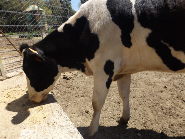 Visita nuestra granja