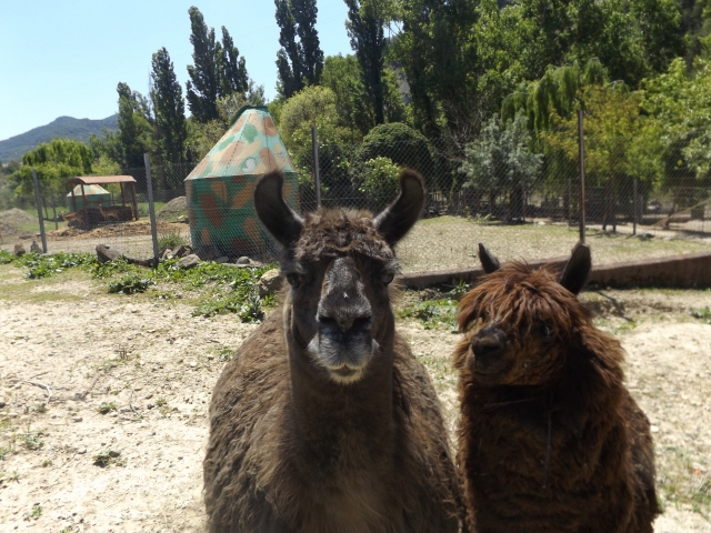 Animales del zoo