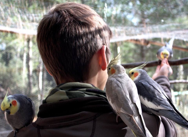 Dando de comer a los pájaros