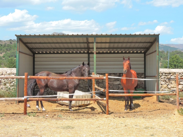 Caballos en los paddocks