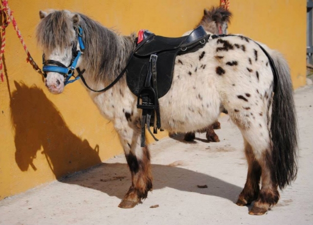 Pony con pintas negras