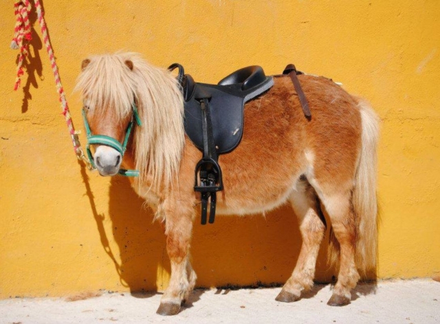 Pony de nombre guapi