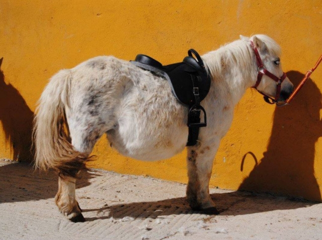 Copito en la hipica