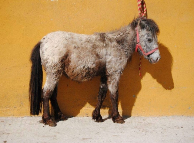 Pony Raton