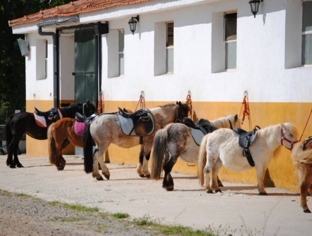 Ponys de la hipica