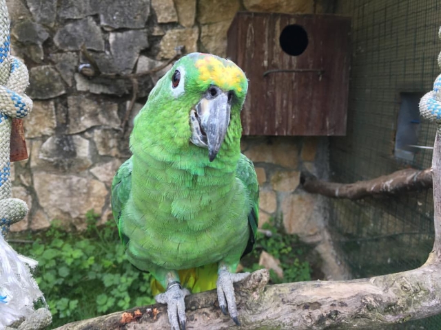  Grüner Papagei von El Bosque 