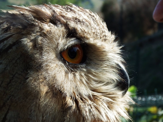  Nächtliche Raubvögel 