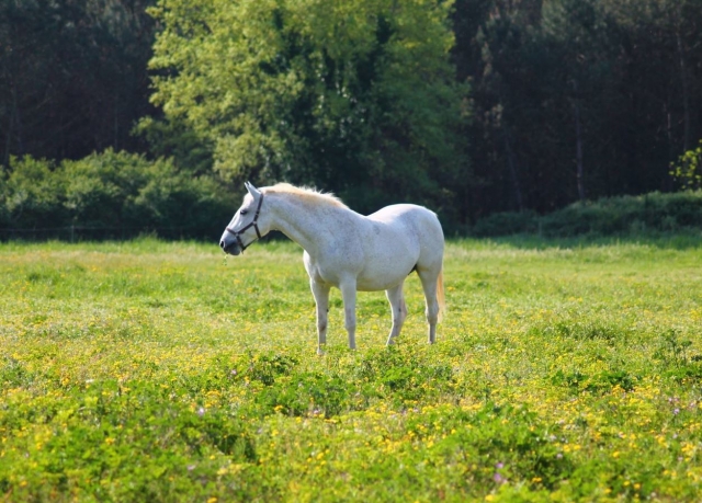 Caballo blanco en el prado